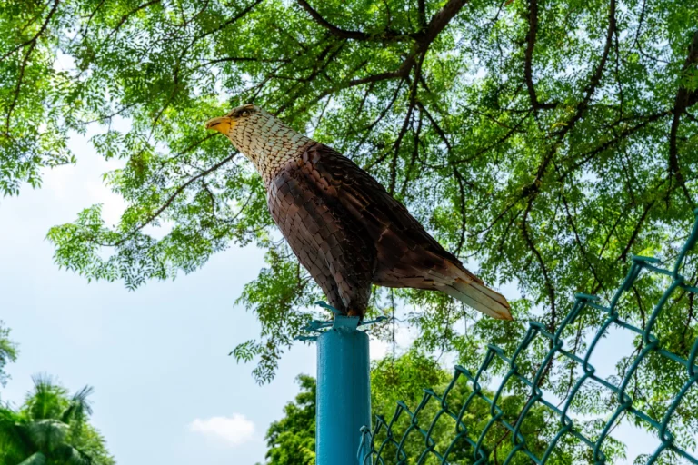 Eagle in Jungle Park