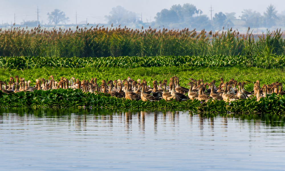 Jungle Trail Okhla Bird Sanctuary — For Nature Lovers